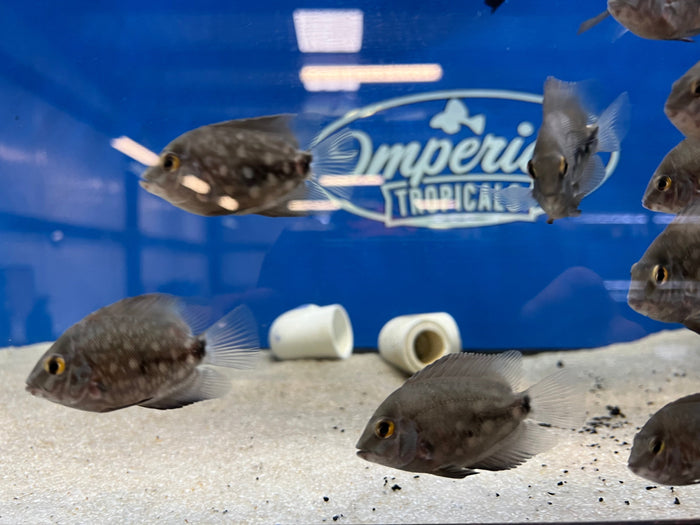Triangle Cichlid