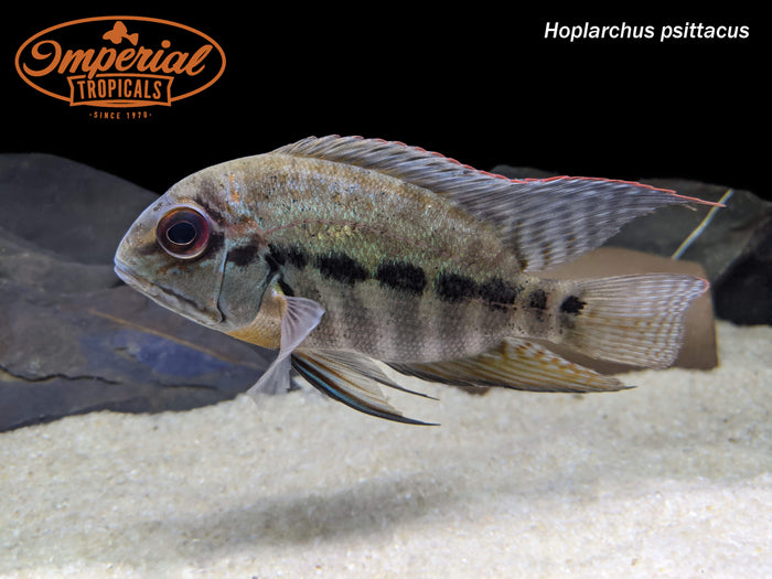 True Parrot Cichlid