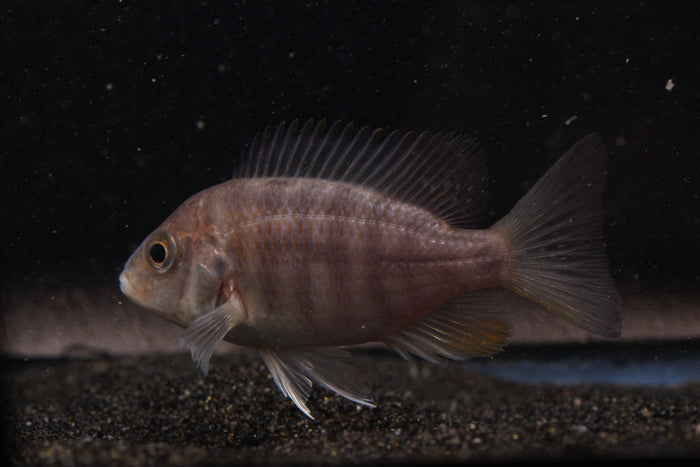 Turkis Peacock (Aulonocara sp.) - Imperial Tropicals