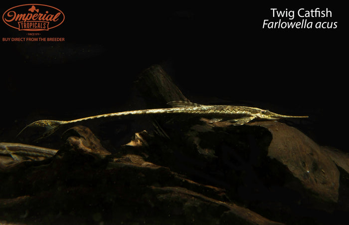 Twig Catfish
