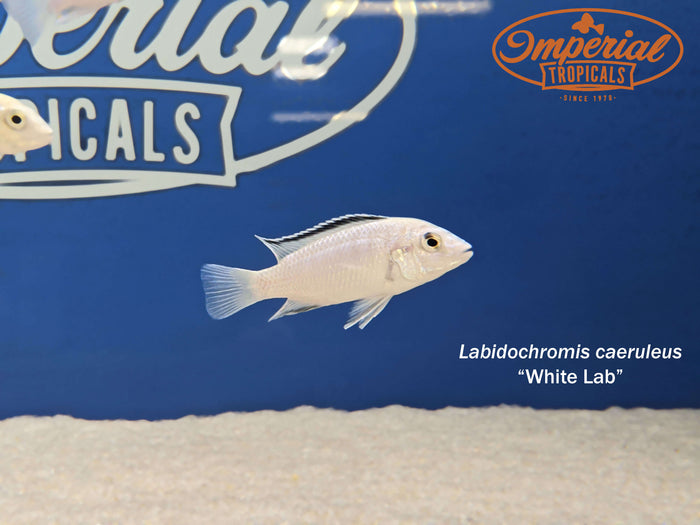 White Lab "Nkhata Bay"