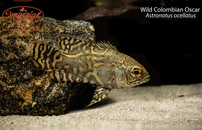 Wild Colombian Oscar