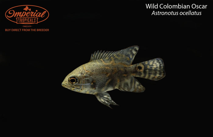 Wild Colombian Oscar