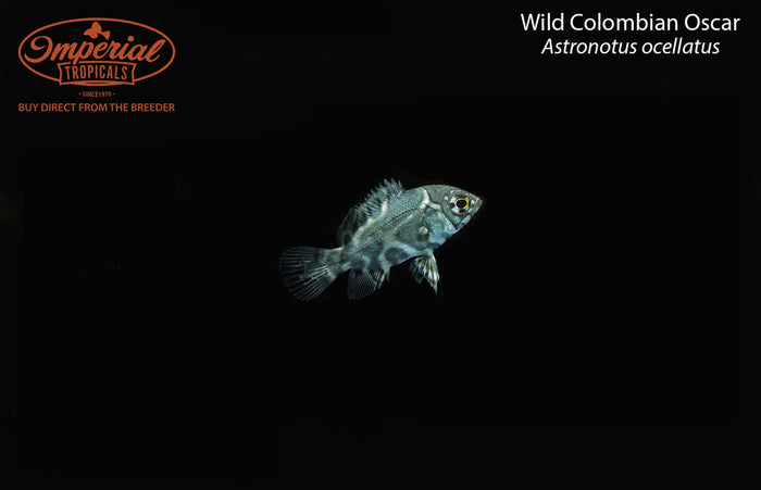 Wild Colombian Oscar