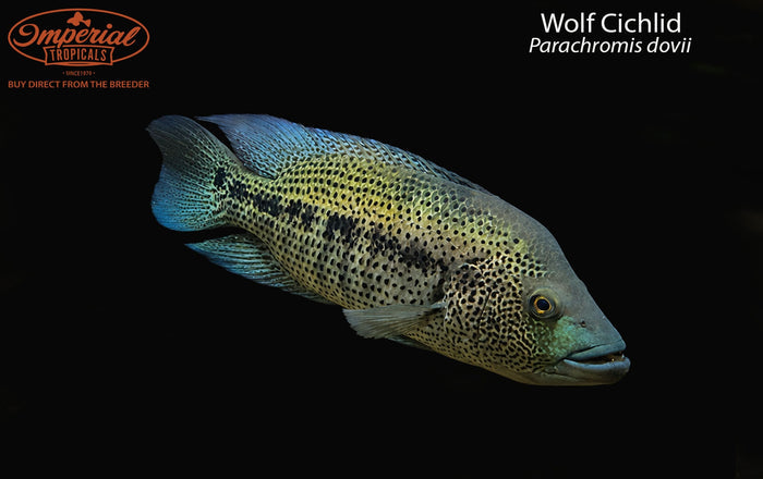 Wolf Cichlid