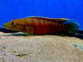 Xingu III Pike