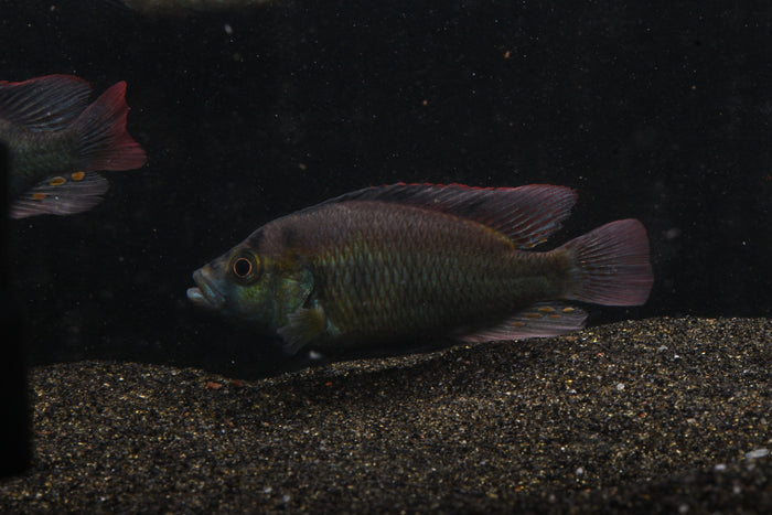 Yellow Belly Hap (Astatotilapia aeneocolor) - Imperial Tropicals