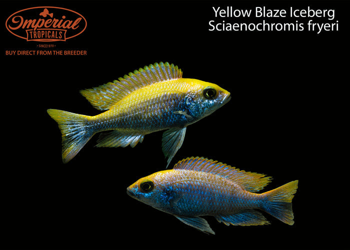 Yellow Blaze Iceberg