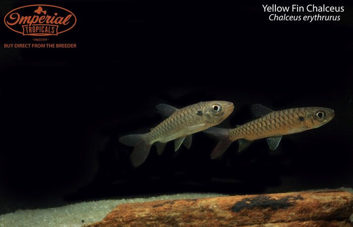 Yellow Fin Chalceus