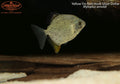 Yellow Fin Red Hook Silver Dollar
