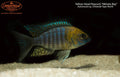 Yellow Head Peacock "Nkhata Bay"