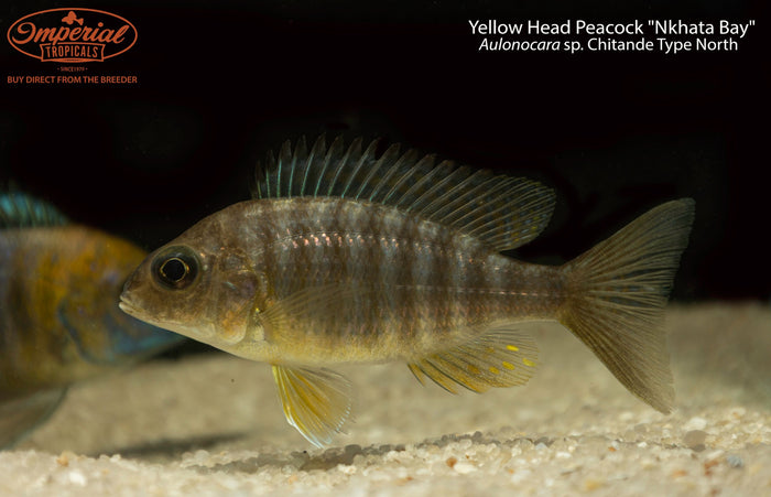 Yellow Head Peacock "Nkhata Bay"