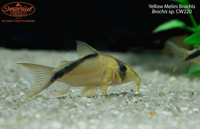 Yellow Melini Brochis (Brochis sp. CW220)
