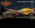 Yellow Rainbowfish