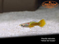 Yellow Tail Tuxedo Guppy