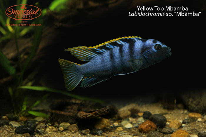 Yellow Top Mbamba