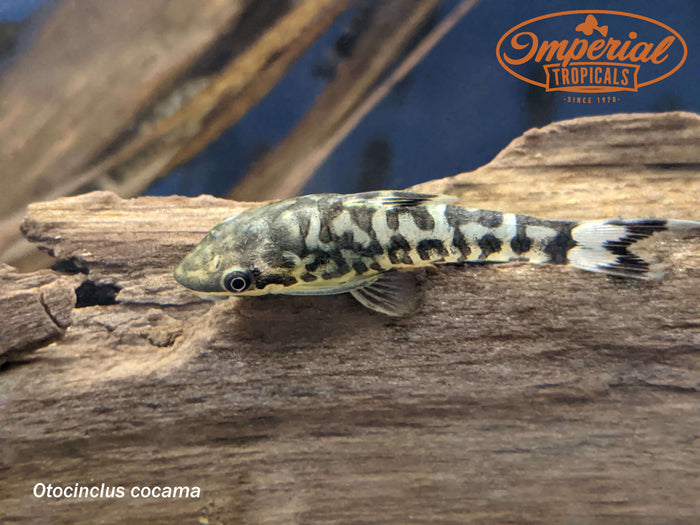 Zebra Oto