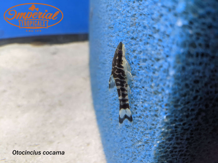 Zebra Oto