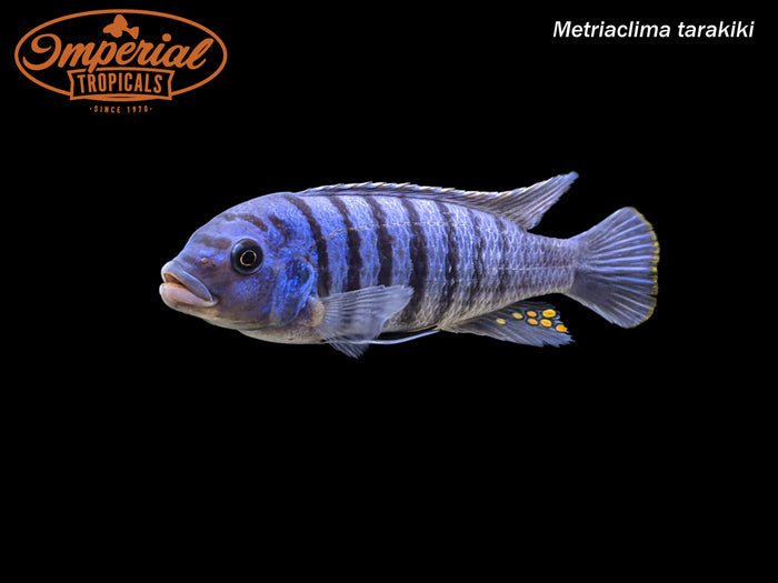 Zebra Slim OB